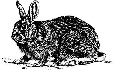 clipart rabbit eastern cottontail