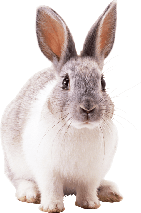 clipart rabbit grey rabbit