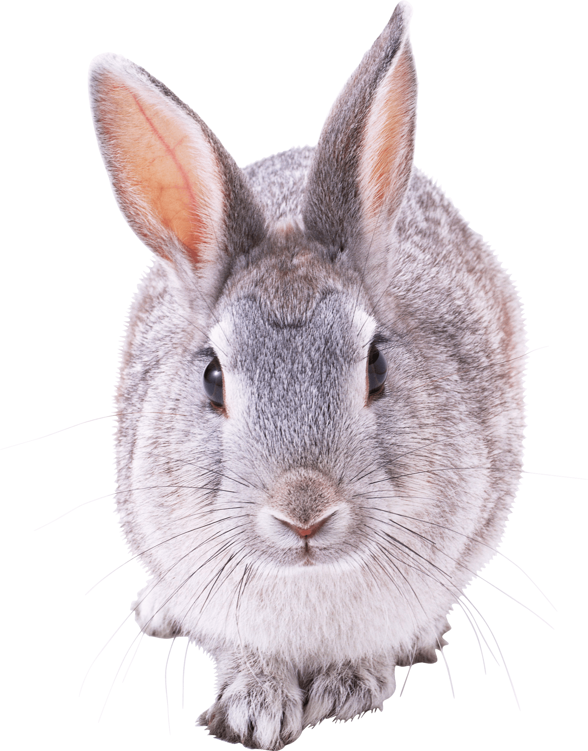 Clipart rabbit grey rabbit, Clipart rabbit grey rabbit Transparent FREE