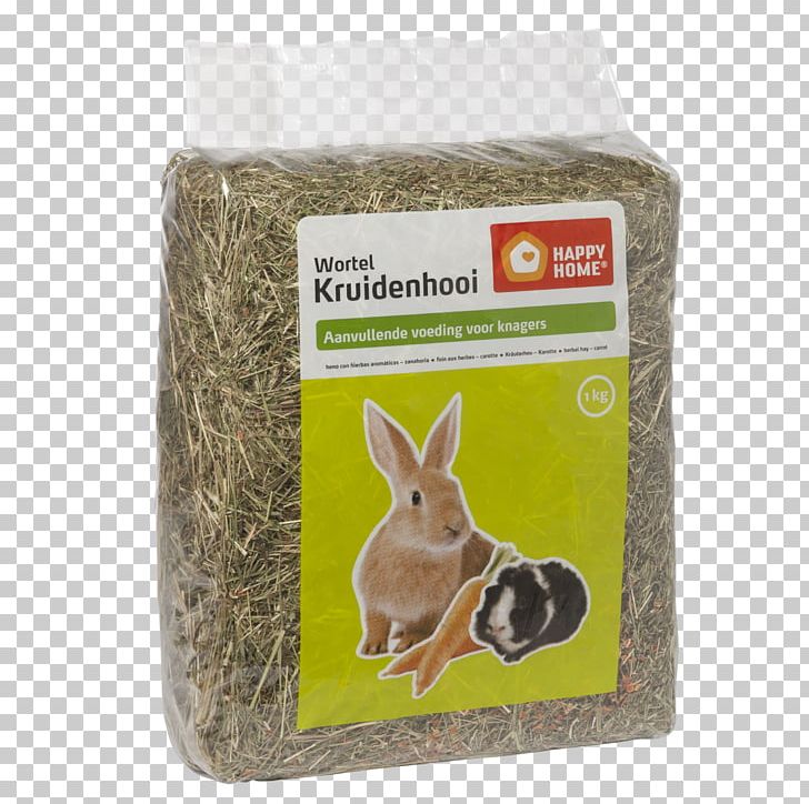 Rodent domestic guinea pig. Clipart rabbit home