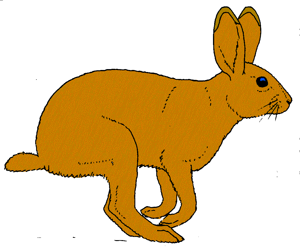 clipart rabbit jack rabbit