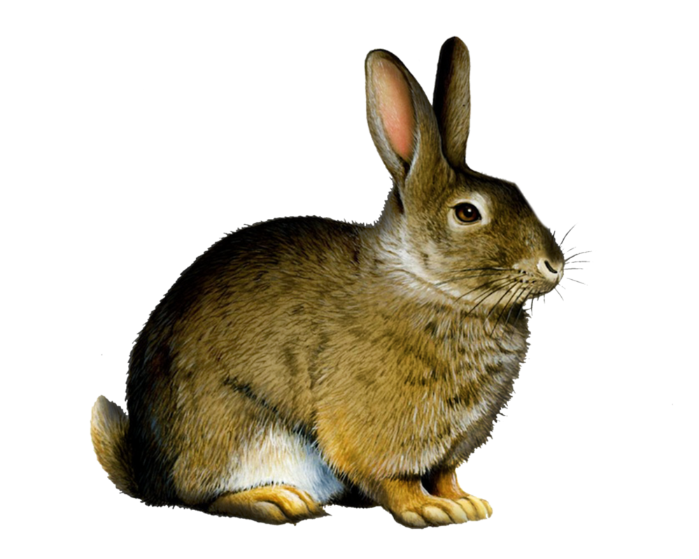 Clipart rabbit jack rabbit. Png by moonglowlilly on