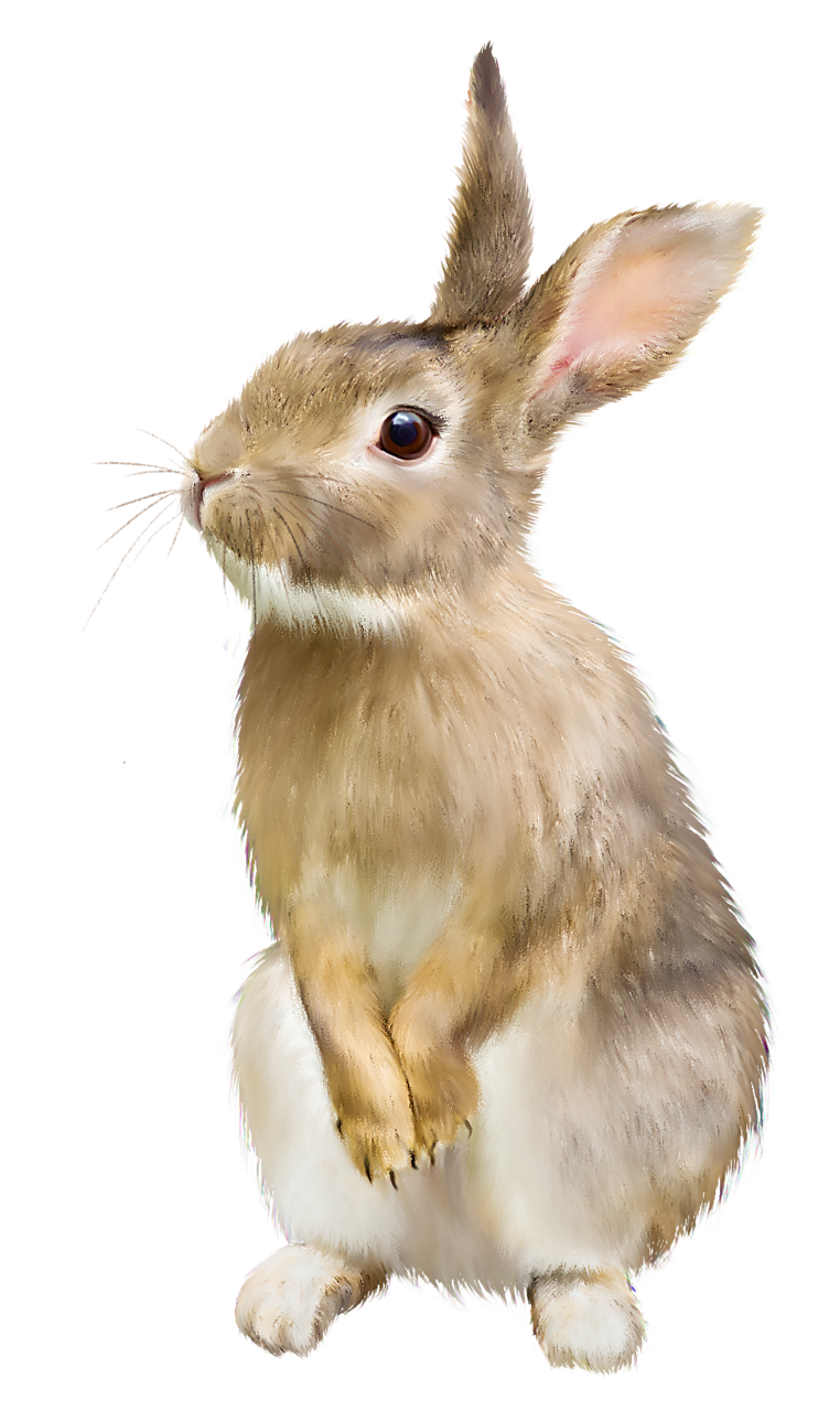  awesome rabbit png. Trail clipart woods