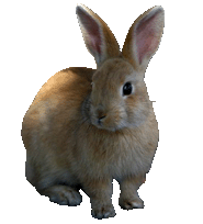 clipart rabbit realistic