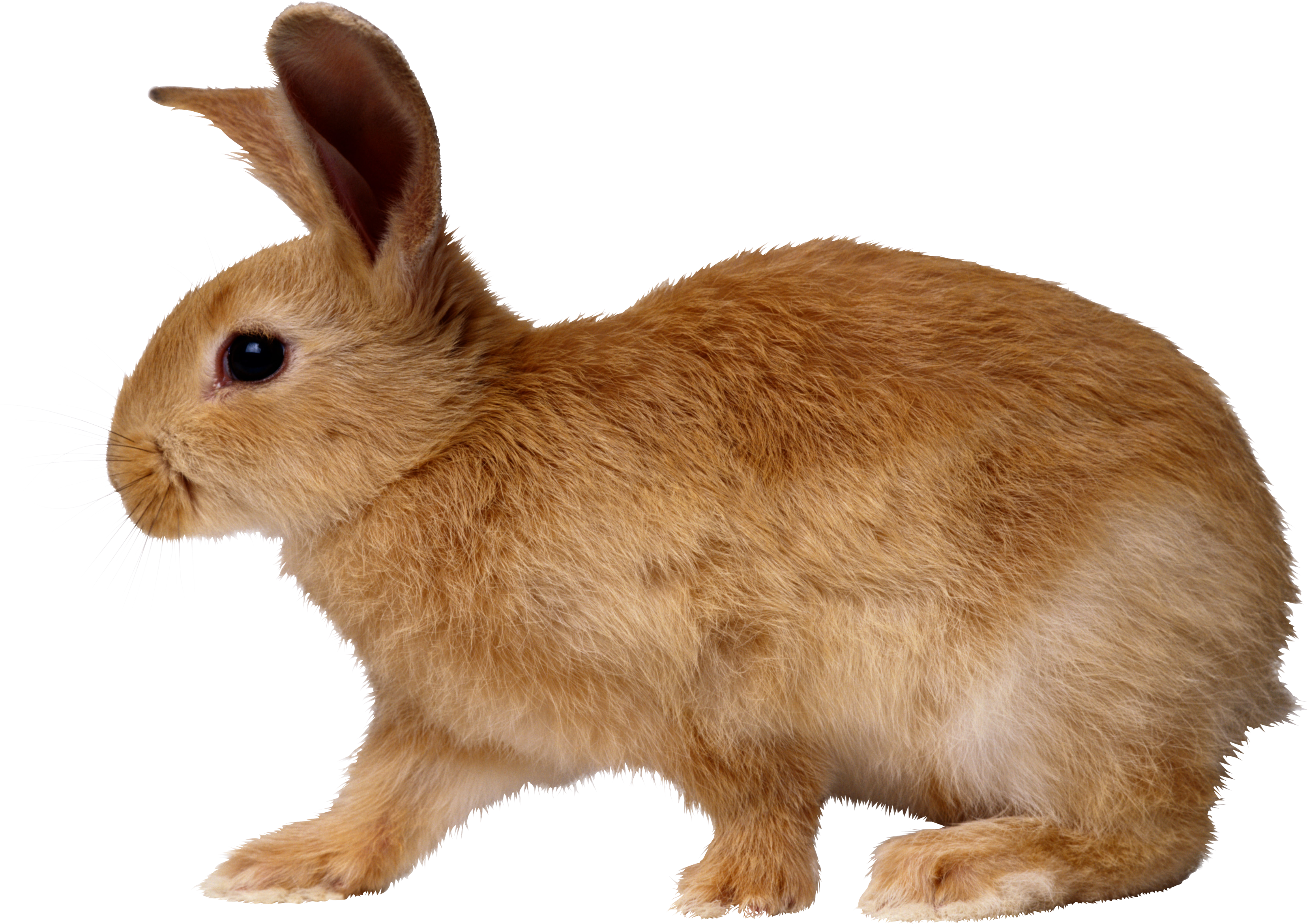 clipart rabbit side view