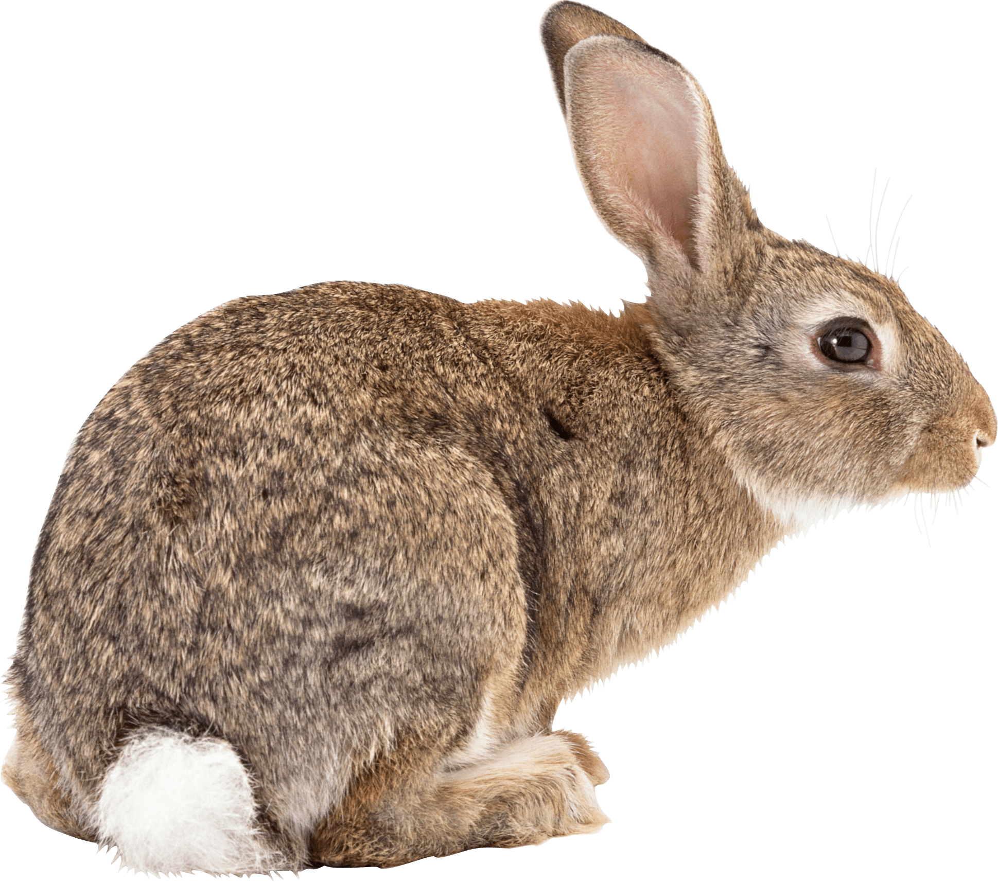 Ready to jump transparent. Clipart rabbit snowshoe rabbit