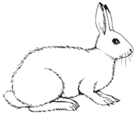 Clipart rabbit snowshoe rabbit. Clip art library 