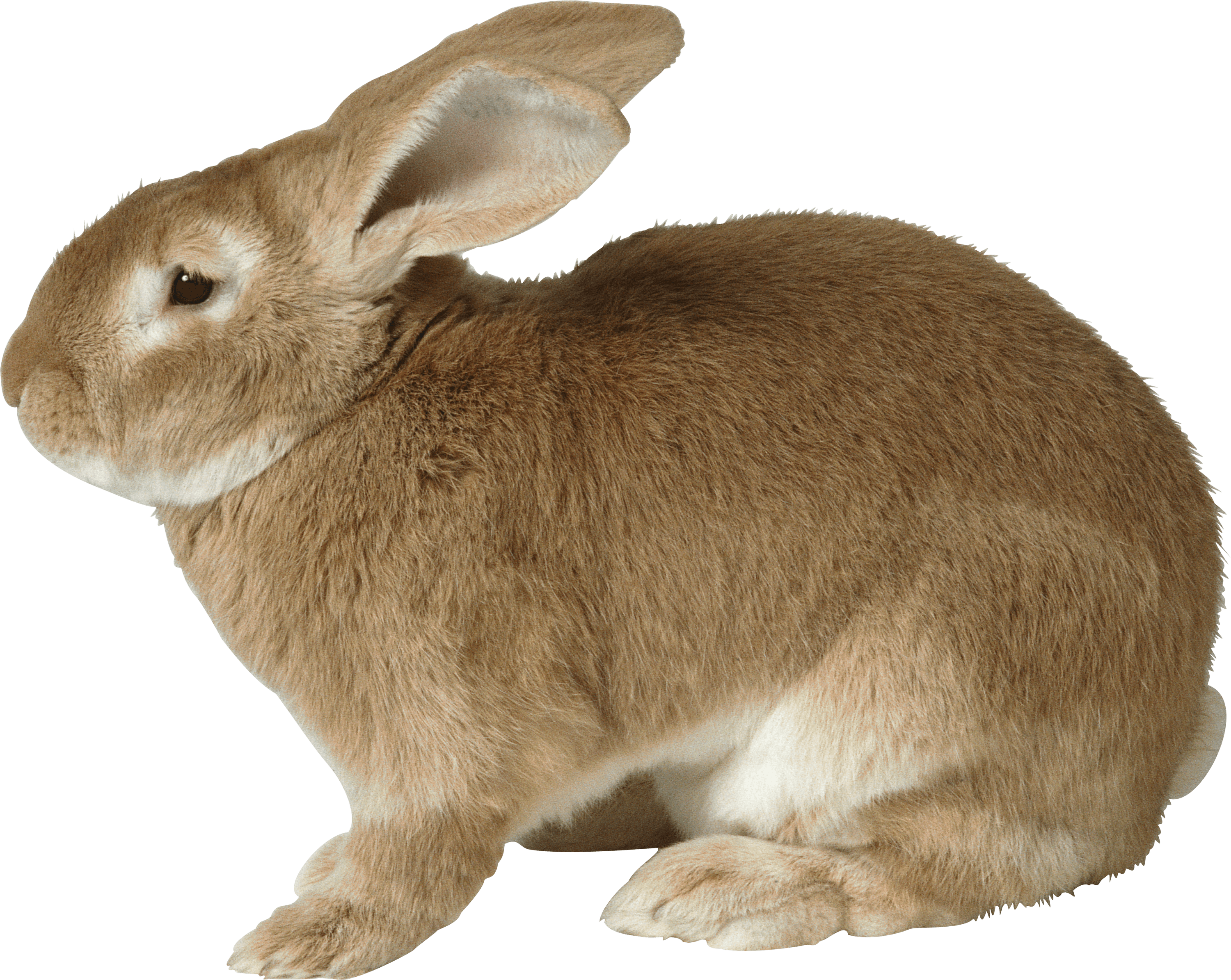 Fat png stickpng. Clipart rabbit transparent background
