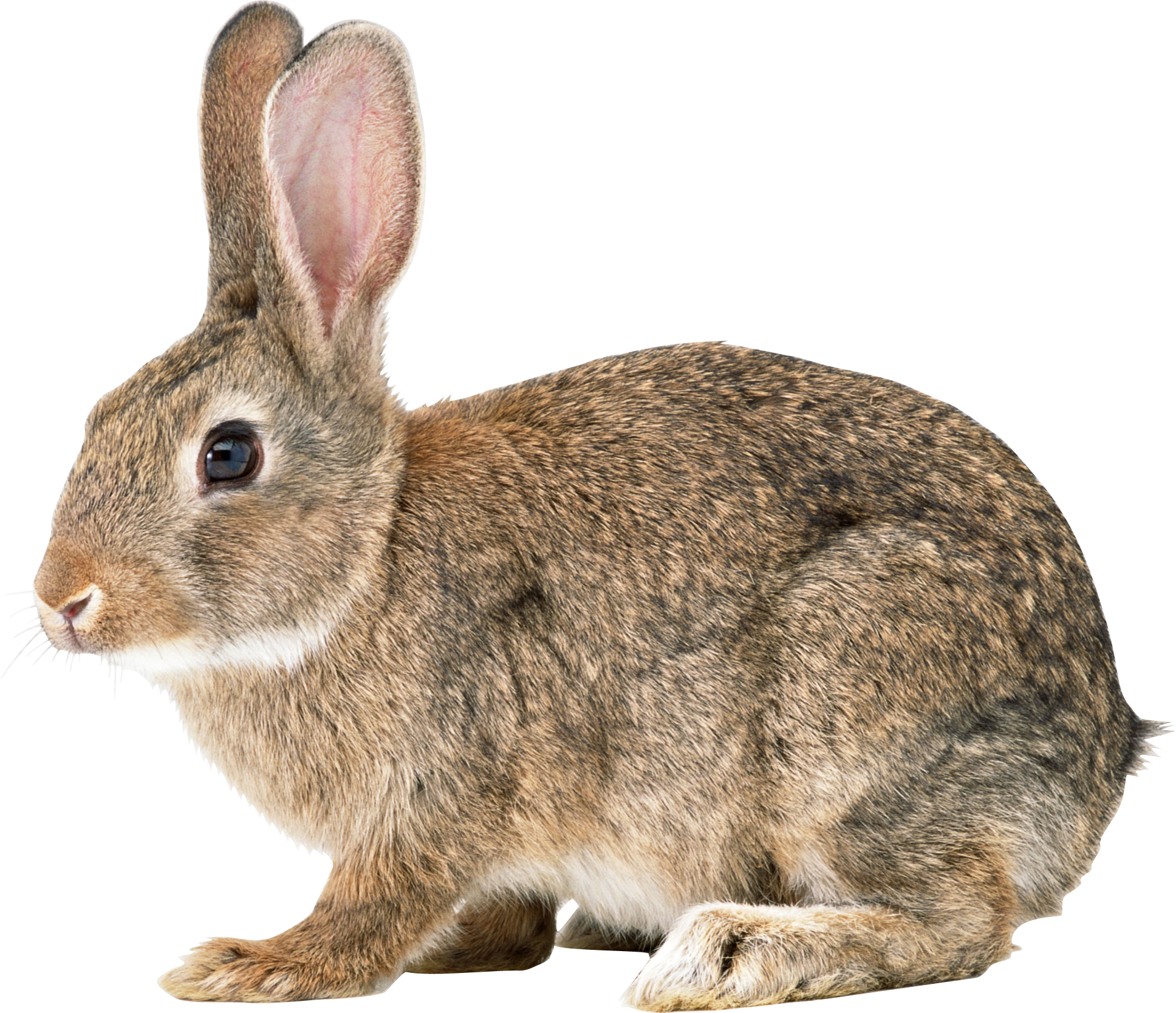 Icon web icons png. Clipart rabbit transparent background