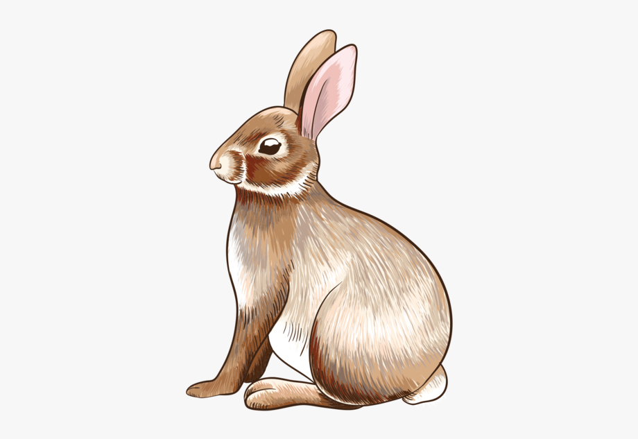 clipart rabbit wild rabbit