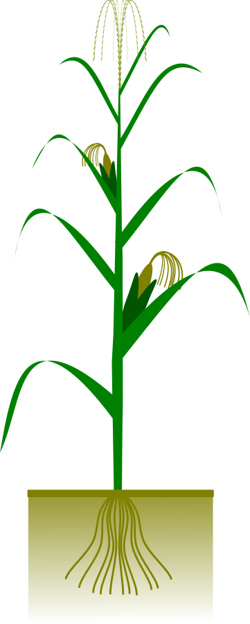 clipart rain plant