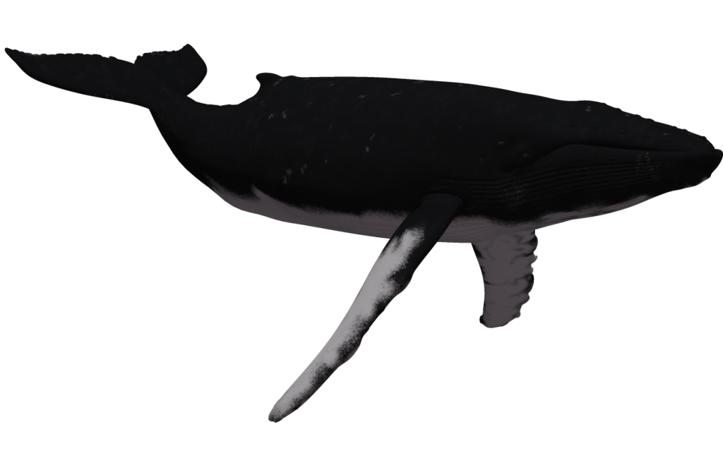 clipart rainbow whale