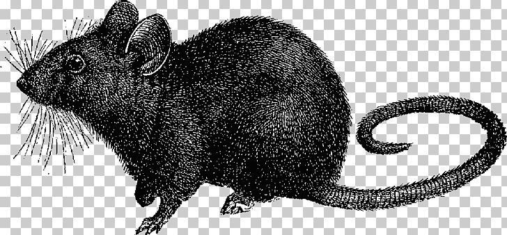 rat clipart black death