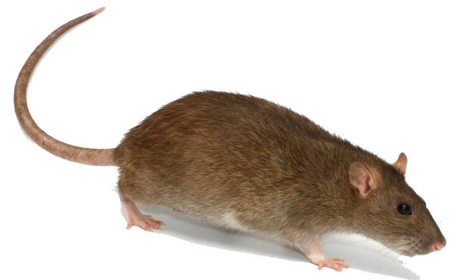 rat clipart transparent background