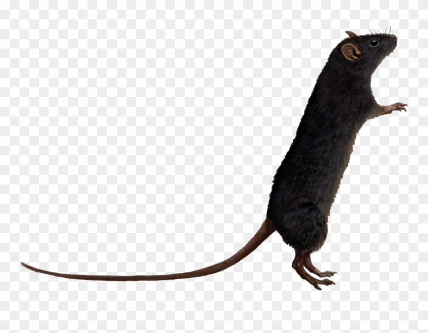 rat clipart transparent background