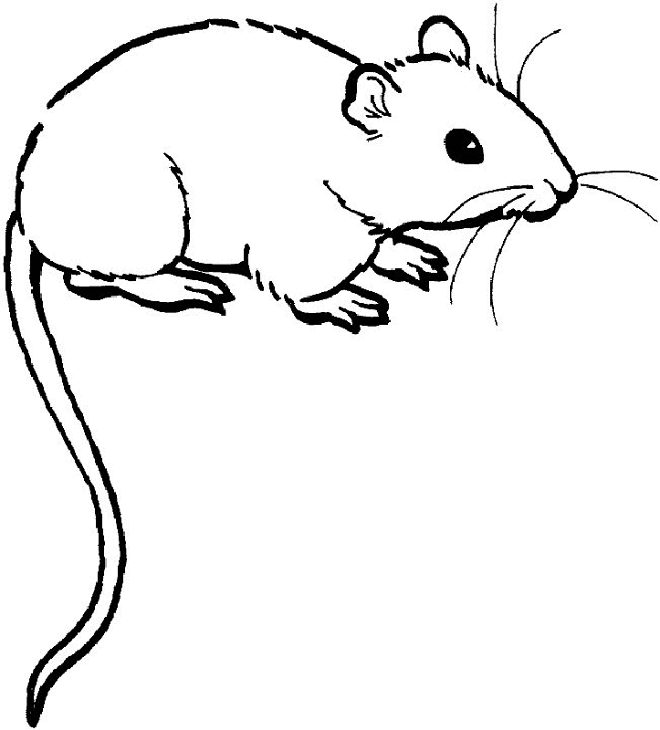 rat clipart coloring