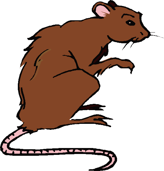  collection of brown. Clipart rat drawing