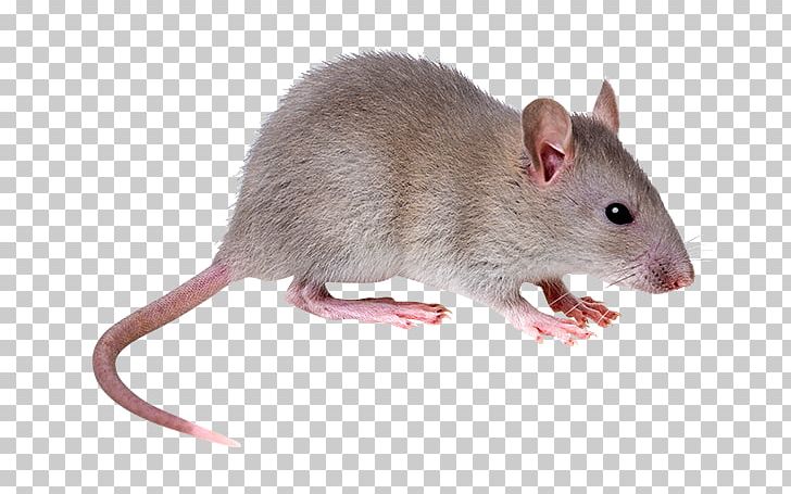 Rat clipart fancy. Brown mouse rodent black