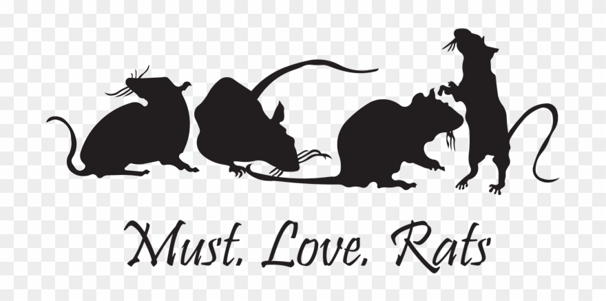 Facts cute rats rodents. Rat clipart fancy
