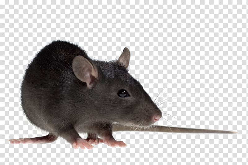 Clipart rat gerbil. Brown mouse rodent black