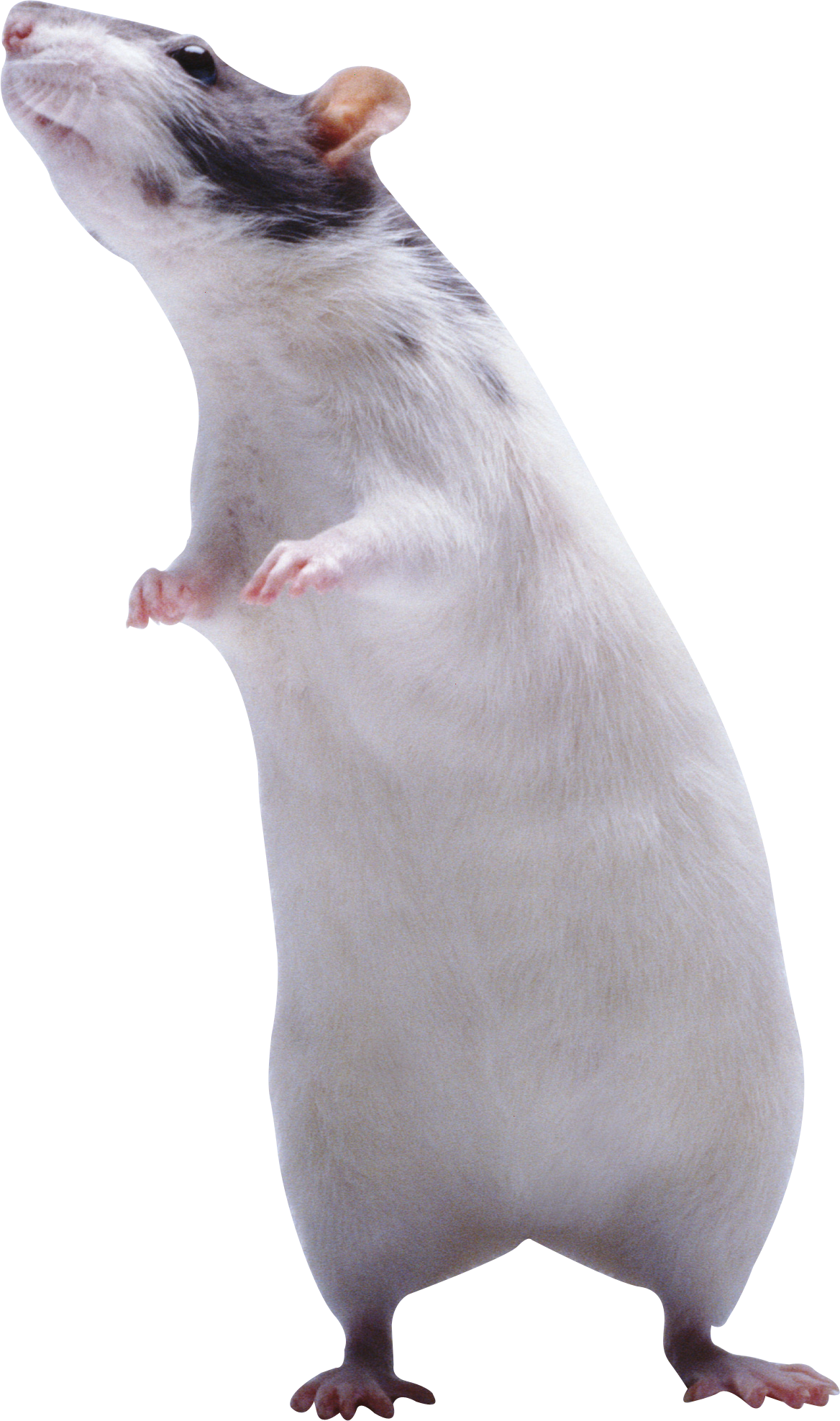 Clipart rat gray. Mouse png picture web