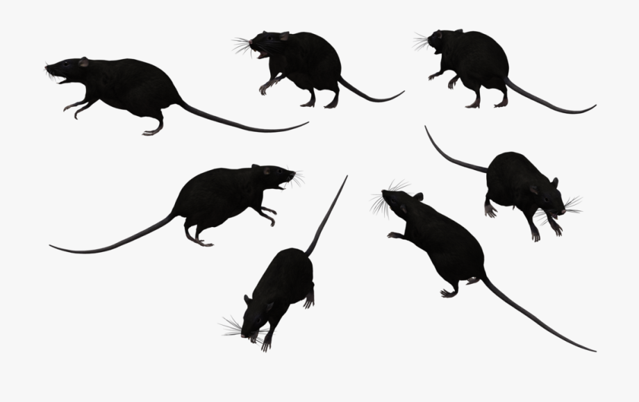 rat clipart group rat