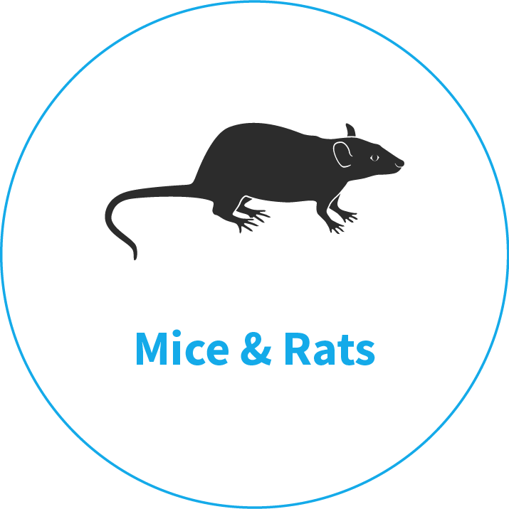clipart rat harmful animal