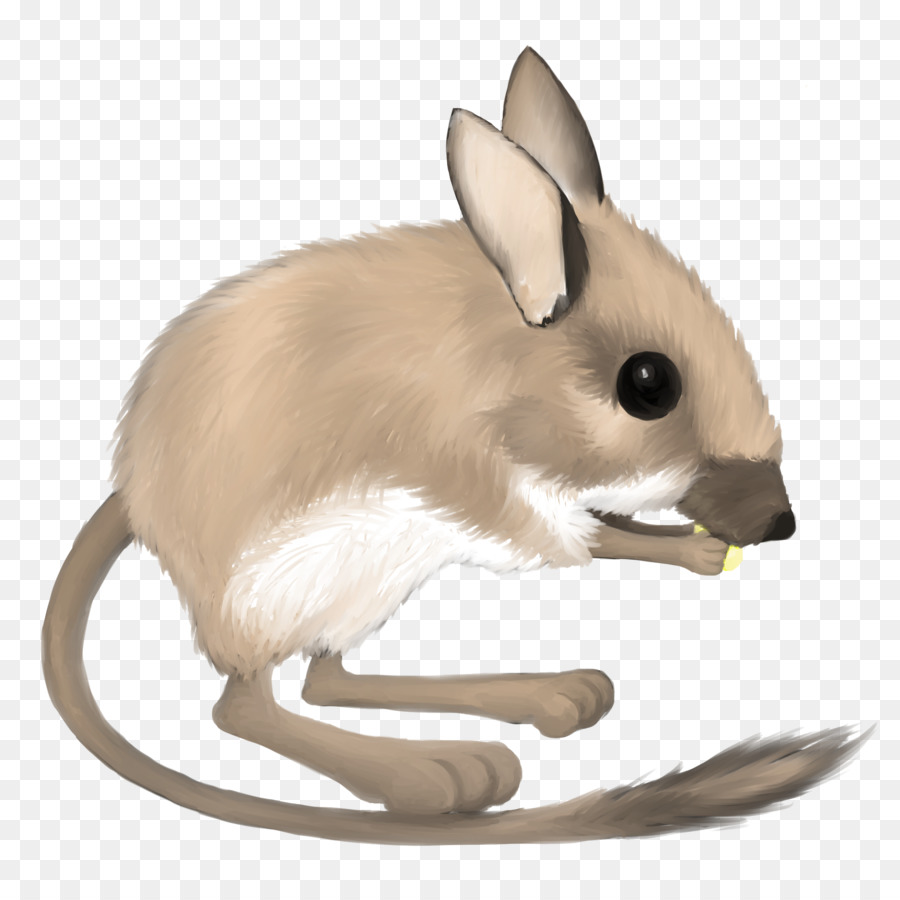 Rat clipart desert mouse. Kangaroo cartoon transparent 