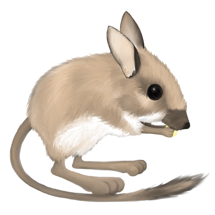 clipart rat kangaroo rat