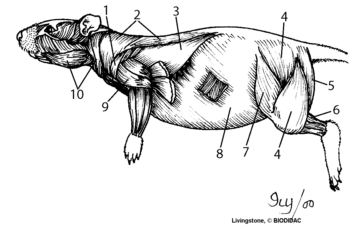 Lab sheet rat dissection. Liver clipart unlabeled