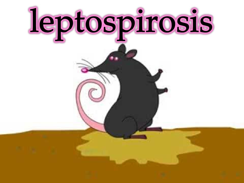 clipart rat leptospirosis