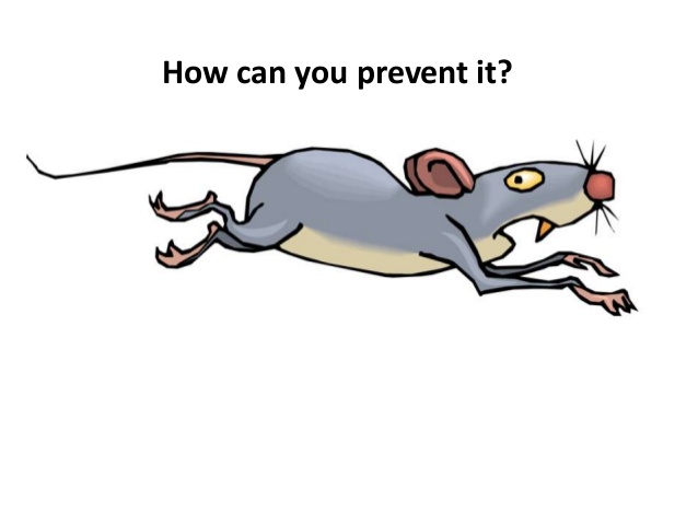 clipart rat leptospirosis
