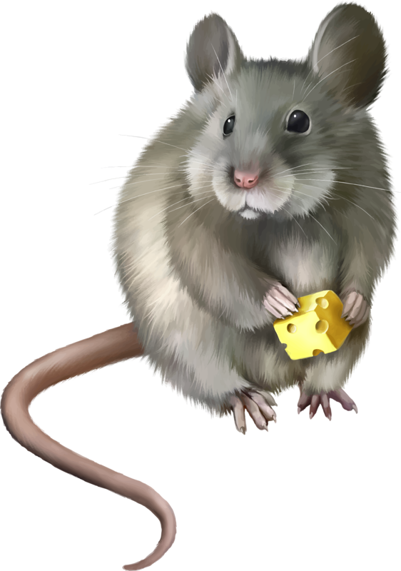 clipart rat little mouse