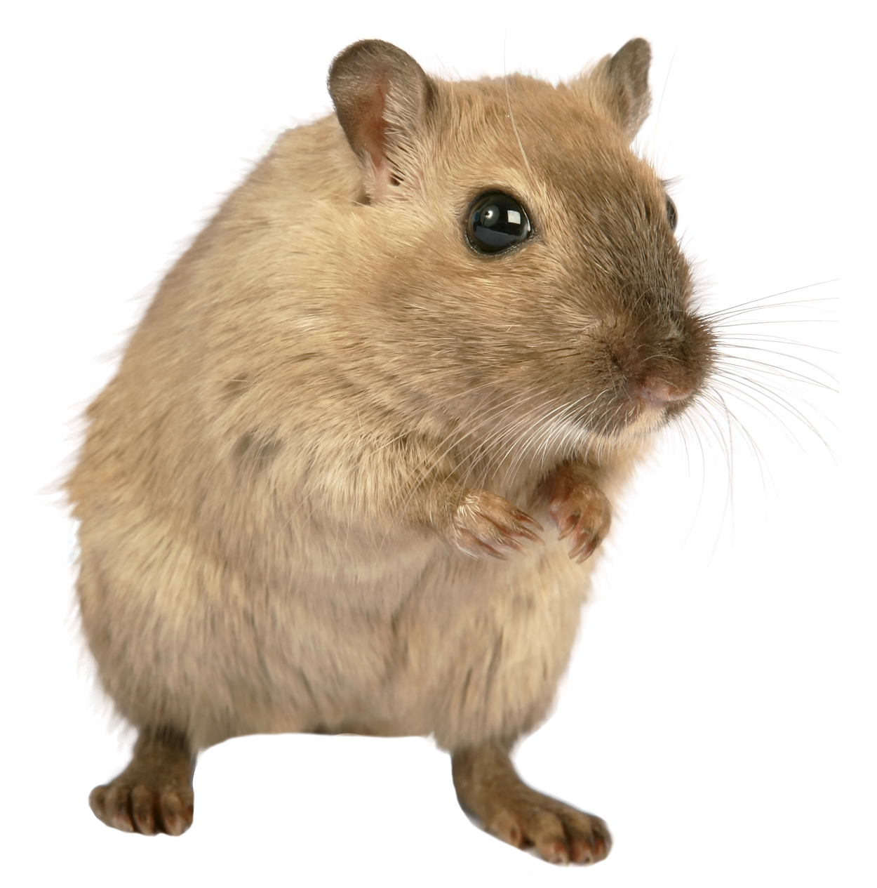 Mice png free images. Clipart rat little mouse