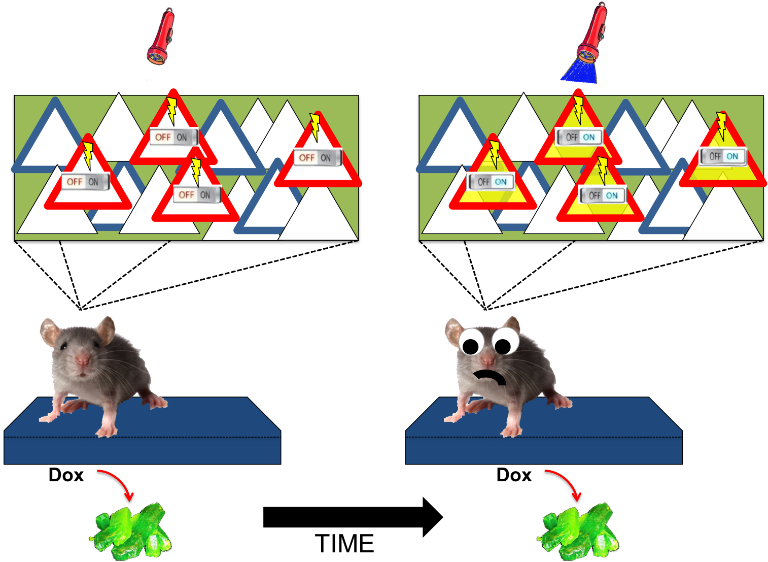Neuroscience mo papers problems. Clipart rat neurobiology