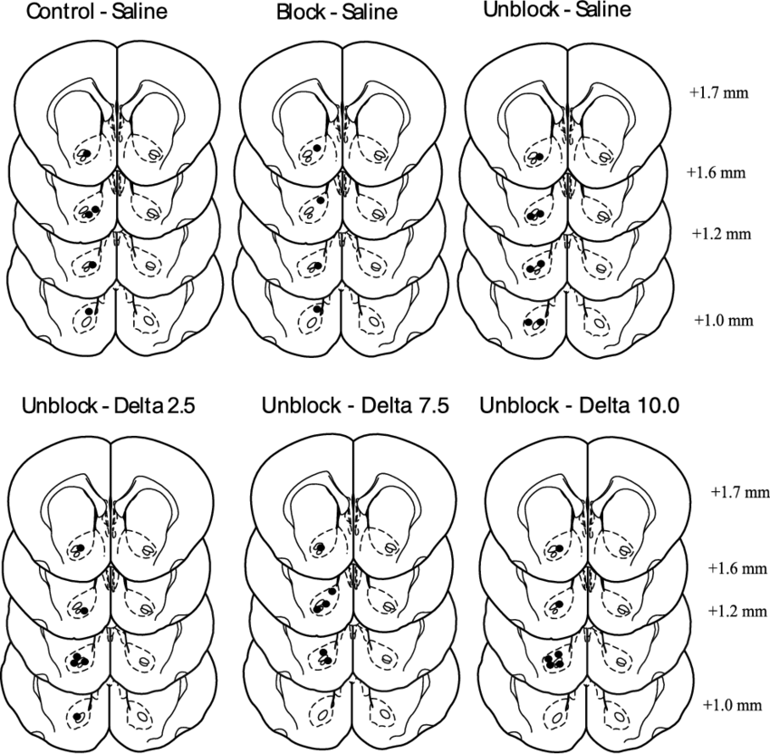 Clipart rat neurobiology. Location of microinjection cannula