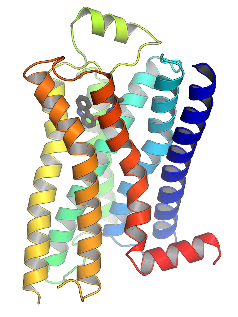 Scaffold proteins gpcrs. Clipart rat neurobiology
