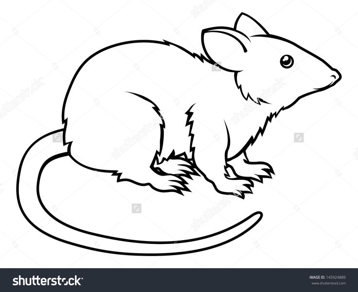 Clipart rat outline. Drawing at paintingvalley com