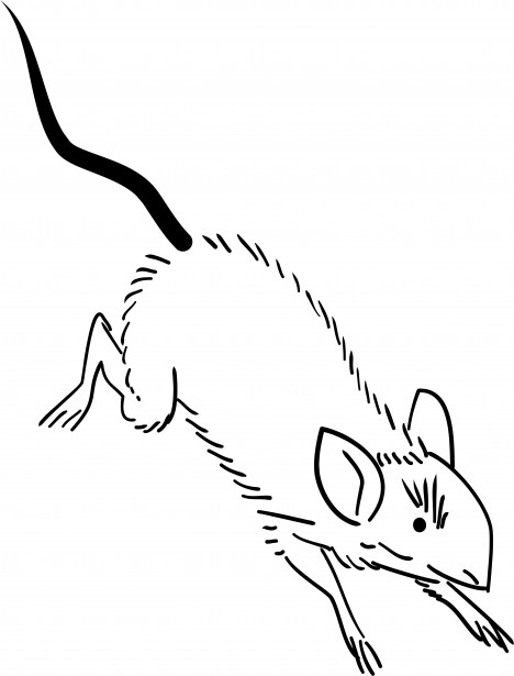 clipart rat rat run
