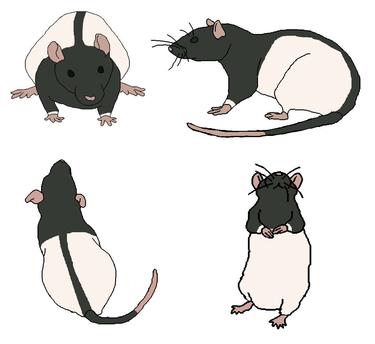 clipart rat rat tail