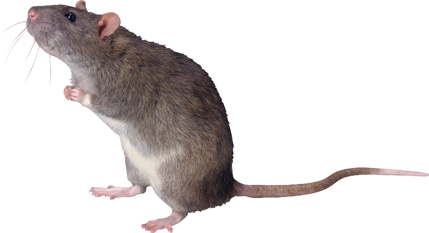 Rat clipart rata, Rat rata Transparent FREE for download on