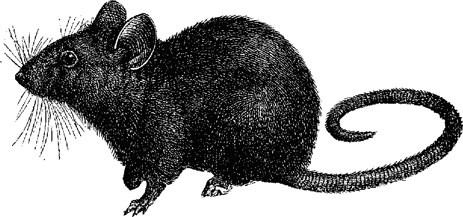Clipart rat realistic.  collection of bubonic