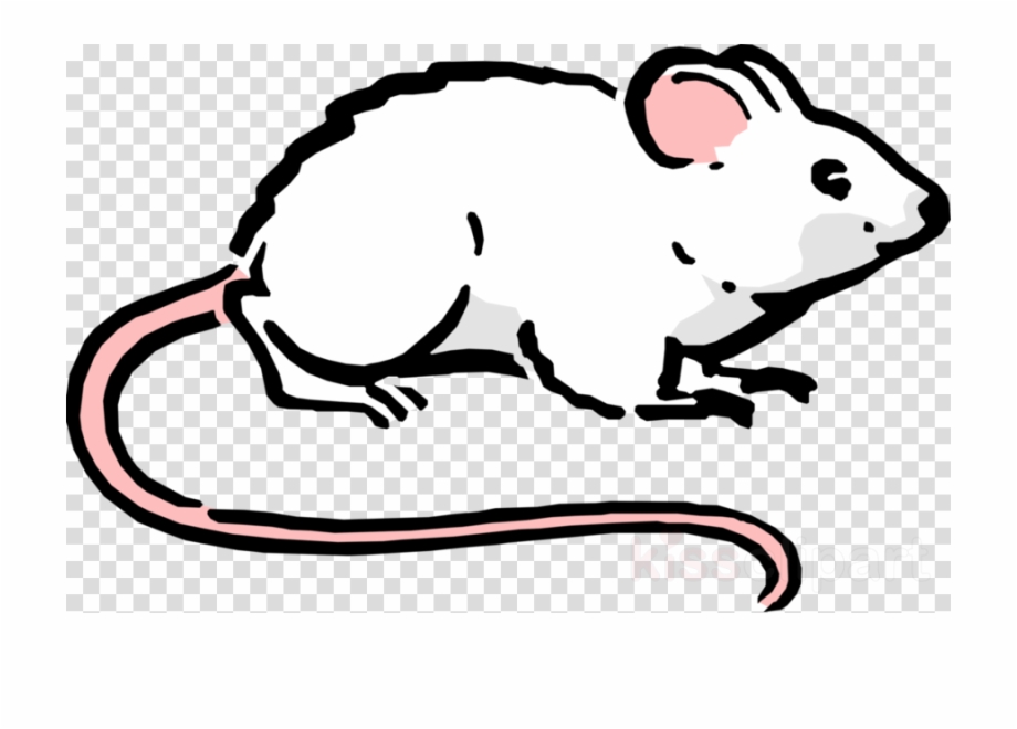 clipart rat realistic cartoon