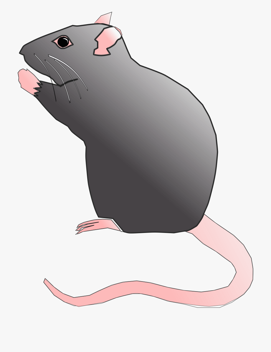 clipart rat rodent