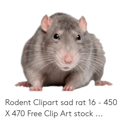 clipart rat sad rat