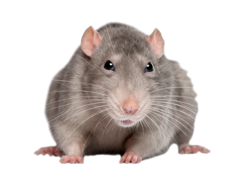 clipart rat sewer rat