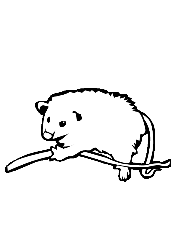 Possum panda free images. Clipart rat smart