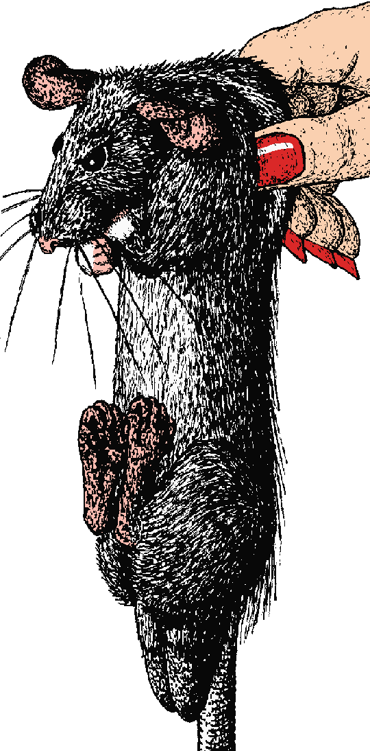 Clipart rat smelly. Ship maintenance coloured drawing