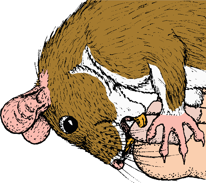 clipart rat smelly