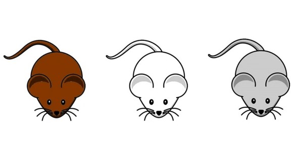 clipart rat three mouse